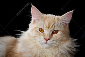 Light brown Maine Coon cat