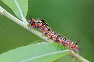 Butterfly larva on a leaf looks very terrible