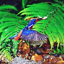 Blue-eared Kingfisher