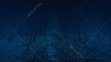 Walking On Trail Through Dark Misty Woods