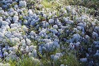 Lingonberries standing out against white moss