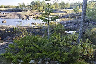 A fir tree growing among stones and small bushes on the rocky coast of Valaam Island