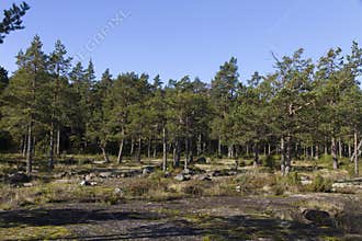 A pine forest starting at stone slabs