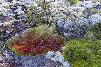 Multicolored clumps of moss covering boulders. An abstraction of northern nature