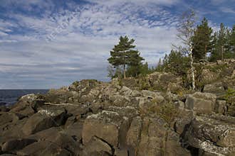 Pine and birch on a rocky coastline