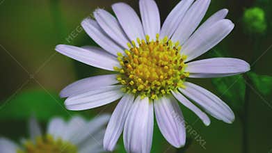 Closeup view of ants running on moving blooming Aster flower (Aster amellus).