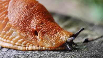 Spanish slug snail crawling