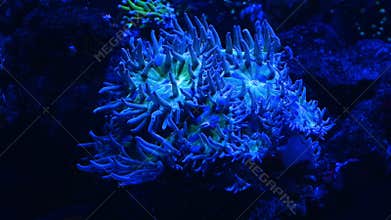 LPS duncan coral polyp move tentacle in strong current, fluorescent animal frag glued to live rock, hard pet for experienced