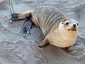 Sea lion baby in Australia
