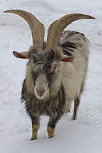Finnish Landrace goat in snow