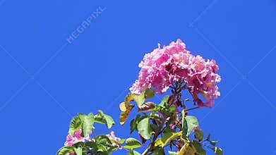 Pink red purple flowers blossoms plants in tropical forest nature Mexico