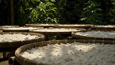 Cassava Crackers Drying Naturally in Woven Baskets Amid Lush Green Foliage Background Natural Sunlight