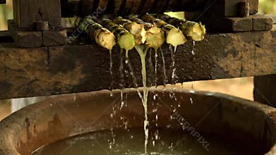 Extraction of Sugarcane Juice with a Rustic Wooden Press in Natural Lighting for Food Production and Sustainable