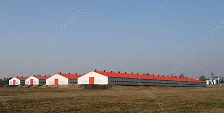 Modern poultry farms