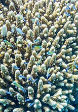 Acropora and Chromis
