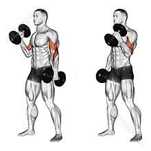 Exercising. Curl with a dumbbell grip hammer