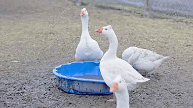 White geese drinking water on a farm