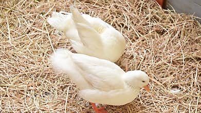 4K White duck standing on straw and preening its feathers