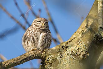 The little owl (Athene noctua),