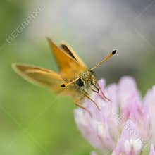 Butterfly Antennae
