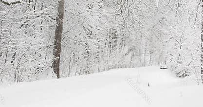 it is snowing heavily in the park, large flakes of snow are slowly falling on tree branches, no people