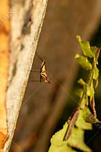 Long legged fly clinging to tree bark outdoors, macro close up with warm bokeh
