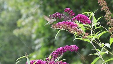 Ruby Throated Hummingbird feeds and perches on purple fuschia butterfly bush