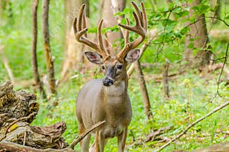 Whitetail Deer Buck In Velvet