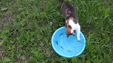 Cat fishing with claw small fish in bowl. Feline skills.