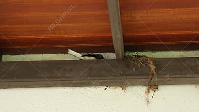 A bird builds a nest under the roof of a house