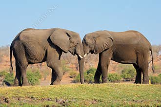 Two African elephants in natural habitat, Chobe National Park, Botswana