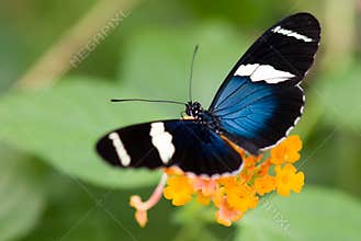 Beautiful butterfly