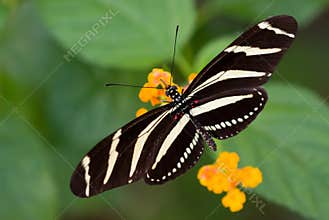 Beautiful butterfly