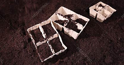 sorrel seeds in hand and cardboard pots filled with soil for