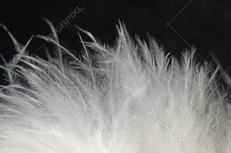 Downy Feathers 1