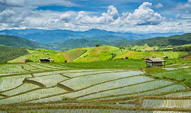 Beautiful Terrace Rice Farm Of Ching Mai, Thailand