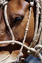 Horses kept in mountainous areas for the movement of climbers, mountaineers, and tourists. Blindfolded horses. Beautiful horses