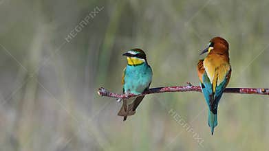 Two European Bee-eaters (Merops apiaster) standing side by side on a branch, preening their feathers.