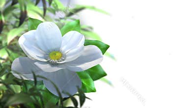 Growing magnolia flower time lapse animated background