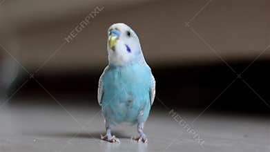 Blue budgie parrot runs on the floor