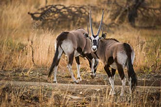 Gemsbok oryx in South Africa