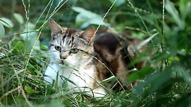 Close up of a cat