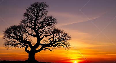 Majestic Bare Tree Silhouette Against Vibrant Sunset Sky Gradient With Sun Low On Horizon And Wispy Clouds