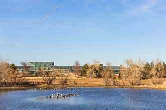 Geese resting and flying on the Kountze Lake in Lakewood, Colorado