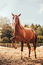 Horse in the paddock, Outdoors, rider