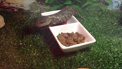 Baby blue tongue lizard eating