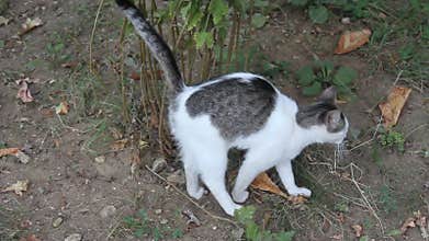 Kitty