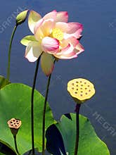 Lotus Flower and Pods