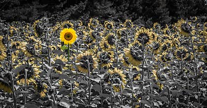 Sunflower field