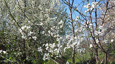 Delicate cherry trees bloom with vibrant flowers under a bright blue sky. Nature awakens in peaceful gardens, inviting all to